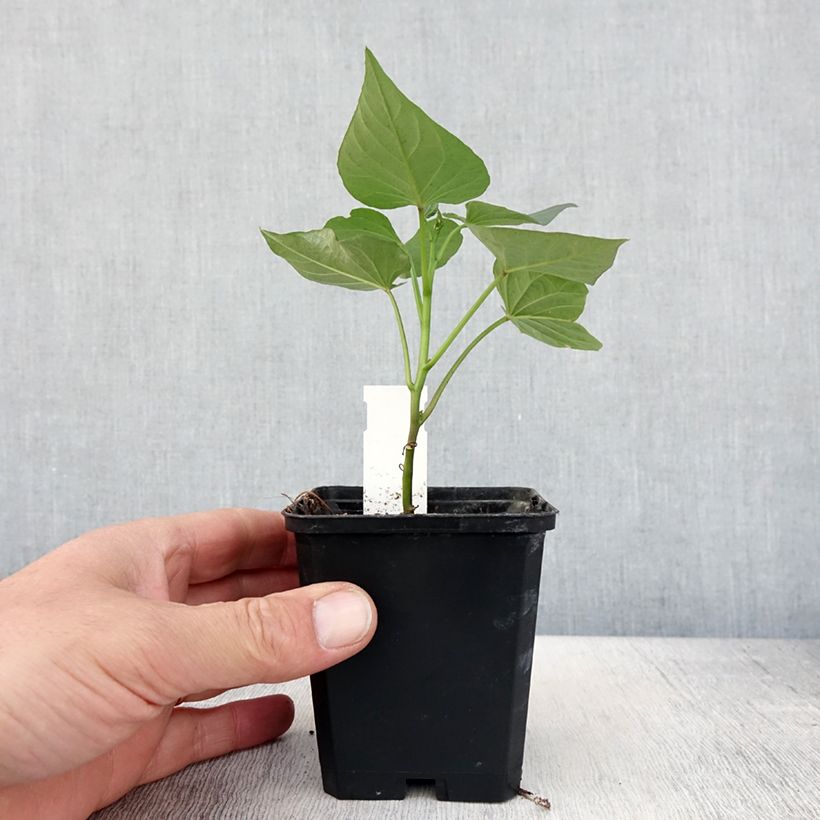 Spécimen de Patate douce Bonita en plants - Ipomoea batatas - Pot de 10 cm/11cm tel que livré au printemps