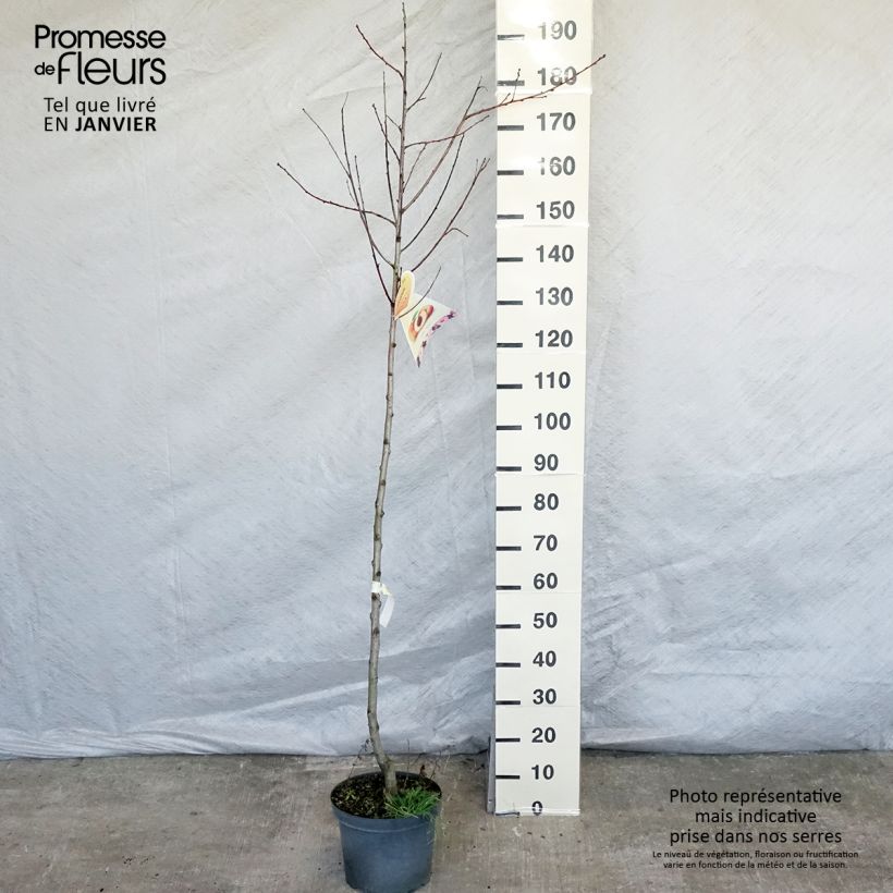 Spécimen de Pêcher Suncrest - Prunus persica tel que livré en hiver