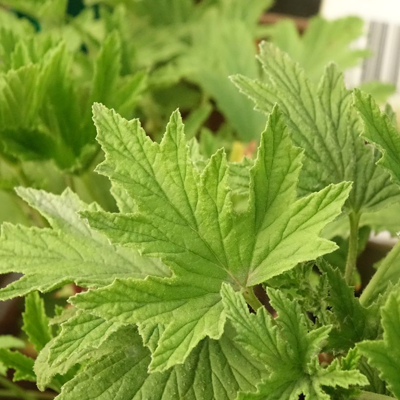 Pelargonium - Géranium parfumé Orange Fizz (Feuillage)