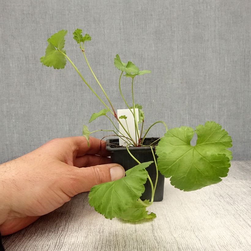 Spécimen de Pelargonium grossularioides - Géranium botanique parfum noix de coco - Godet de 8/9 cm tel que livré au printemps