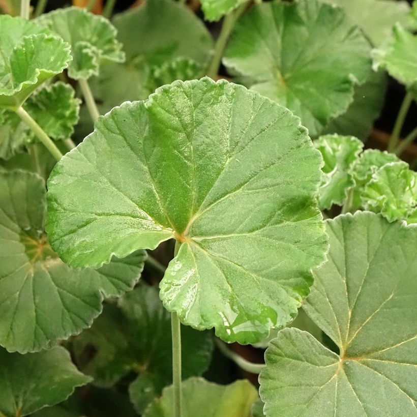 Pelargonium reiniforme x sidoides - Géranium hybride (Feuillage)