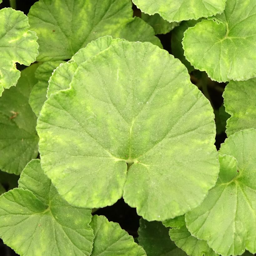 Pelargonium reniforme - Géranium botanique (Feuillage)