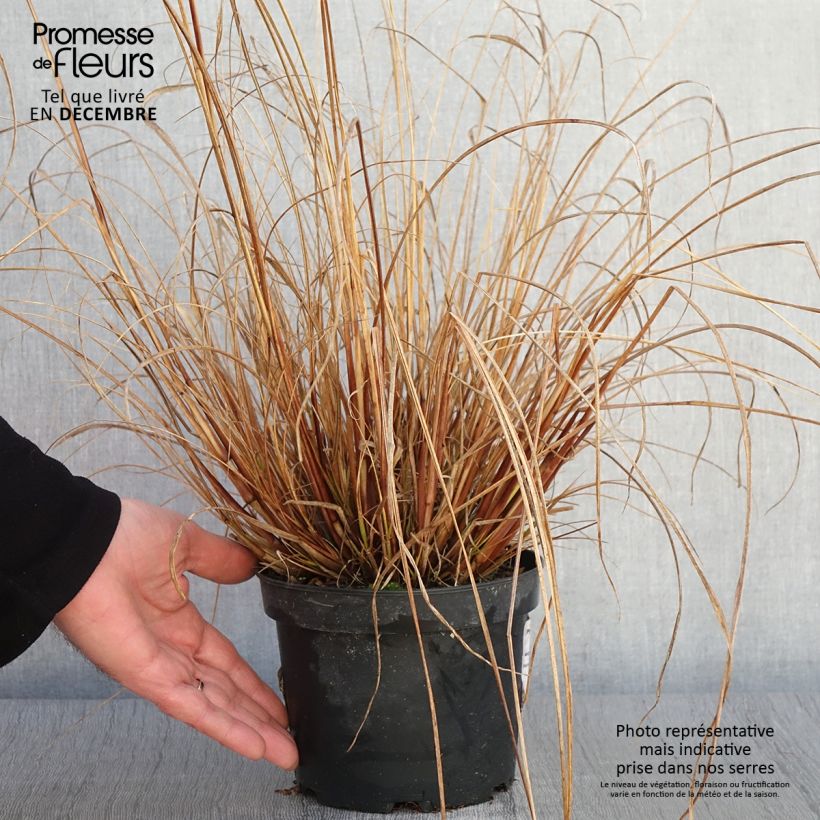 Spécimen de Pennisetum alopecuroides Cassian - Herbe aux écouvillons en pot de 2L/3L tel que livré en automne