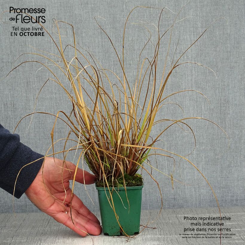 Spécimen de Pennisetum alopecuroides Cassian - Herbe aux écouvillons Godet de 9cm tel que livré en automne