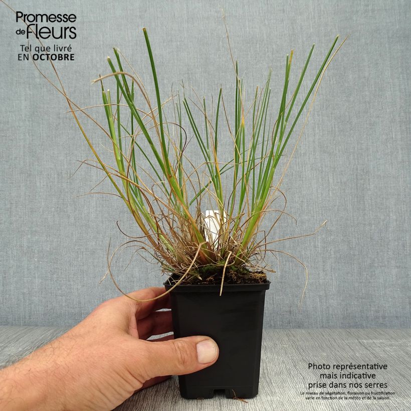 Spécimen de Pennisetum alopecuroides Goldstrich - Herbe aux écouvillons Godet de 9cm tel que livré en automne