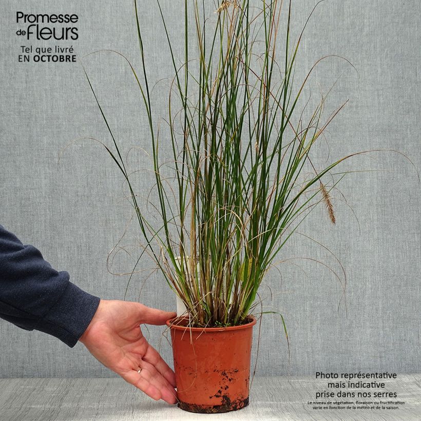 Spécimen de Pennisetum alopecuroides Hameln en pot de 1.5L tel que livré en automne