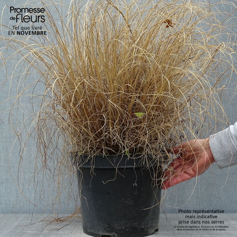 Spécimen de Pennisetum alopecuroides Hameln en pot de 10L. tel que livré en automne