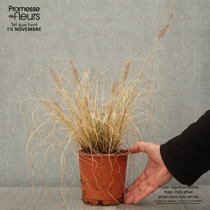 Spécimen de Pennisetum alopecuroides Hameln Gold - Herbe aux écouvillons dorée. Pot de 1L/1.5L tel que livré en automne