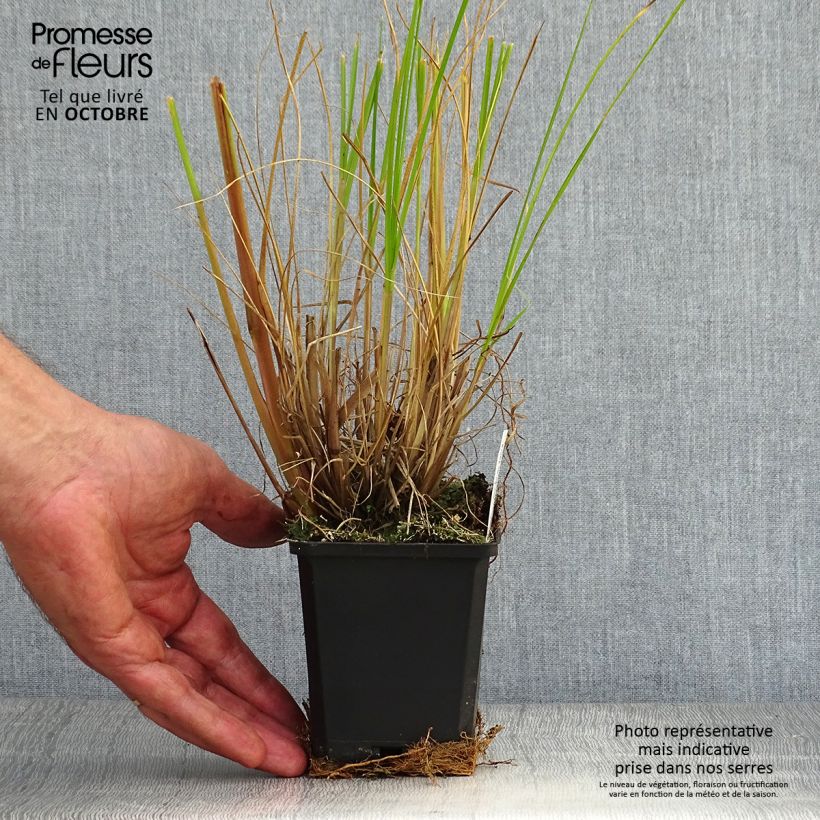 Spécimen de Pennisetum alopecuroïdes Japonicum - Herbe aux écouvillons en godet de 9 cm tel que livré en automne