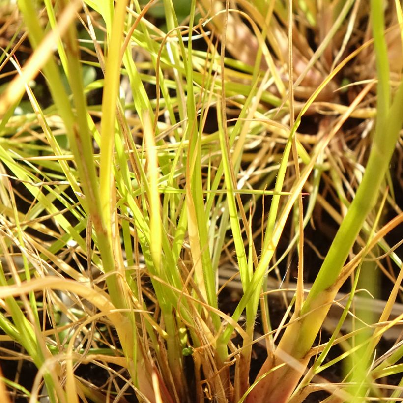 Pennisetum alopecuroïdes Japonicum - Herbe aux écouvillons (Feuillage)