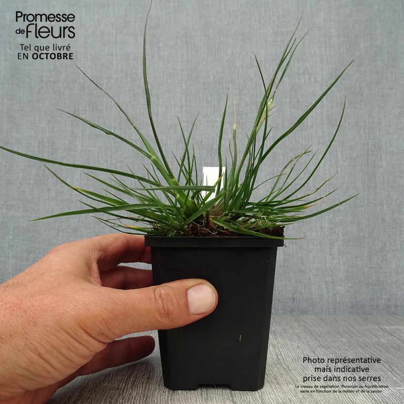 Spécimen de Pennisetum alopecuroides Little Bunny - Herbe aux écouvillons godet de 9cm tel que livré en automne