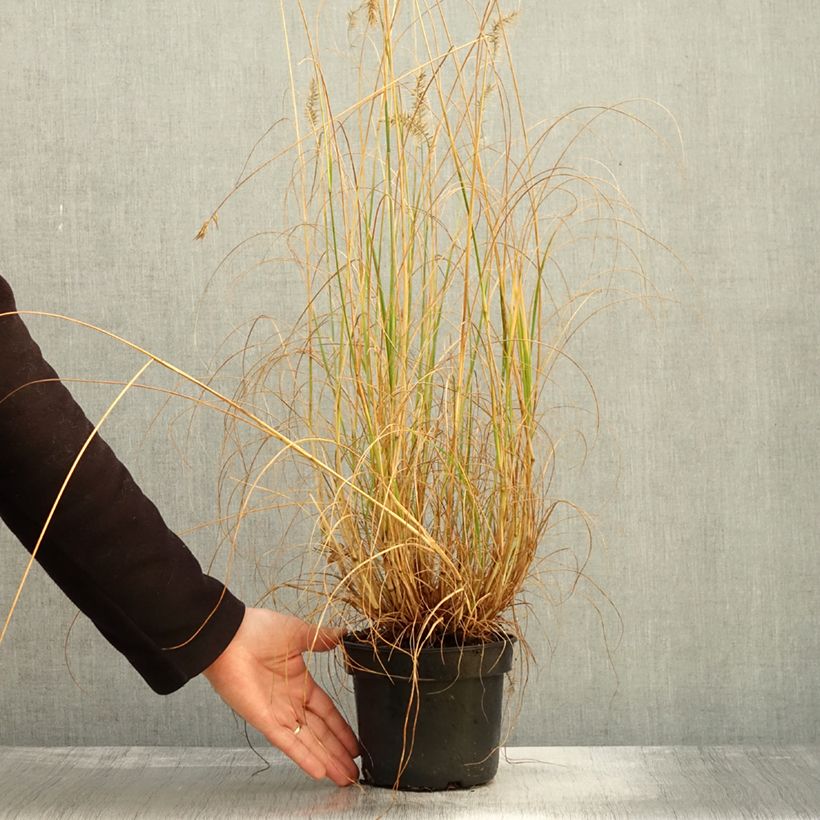 Spécimen de Pennisetum alopecuroides National Arboretum - Herbe aux écouvillons pourpres - Pot de 3L/4L tel que livré en automne