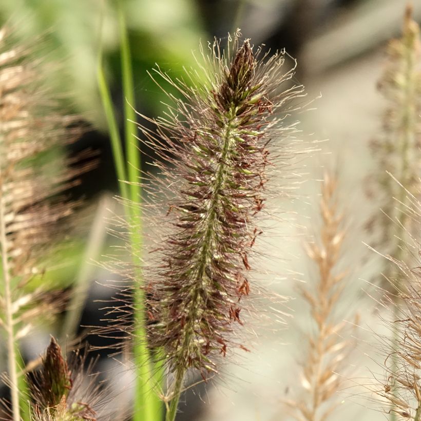 Pennisetum alopecuroides Red Head - Herbe aux écouvillons (Floraison)