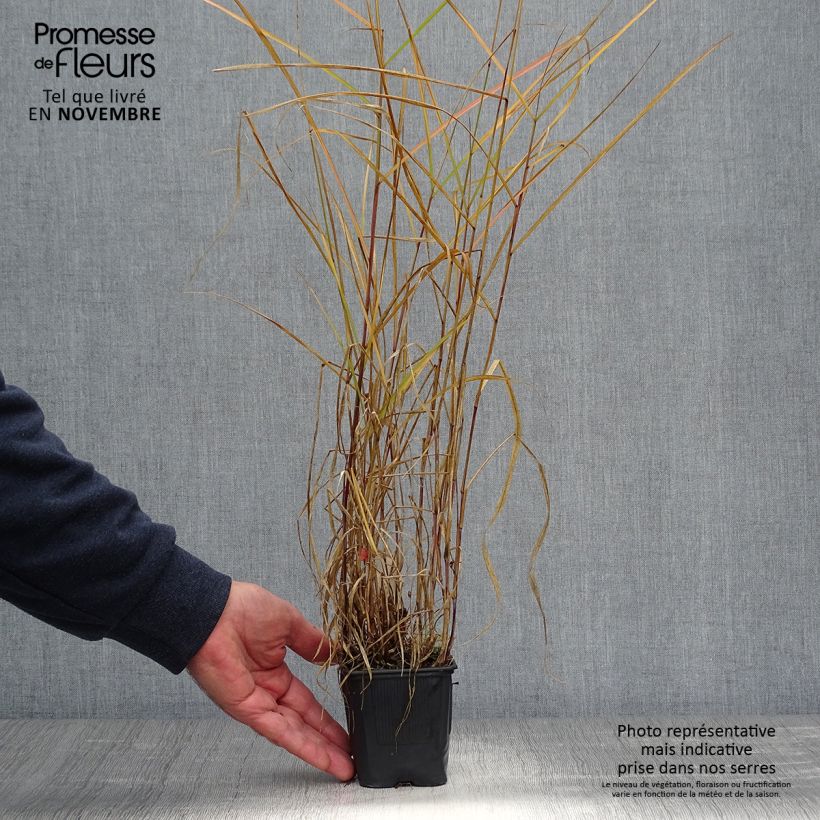 Spécimen de Pennisetum incomptum - Herbe aux écouvillons. tel que livré en automne