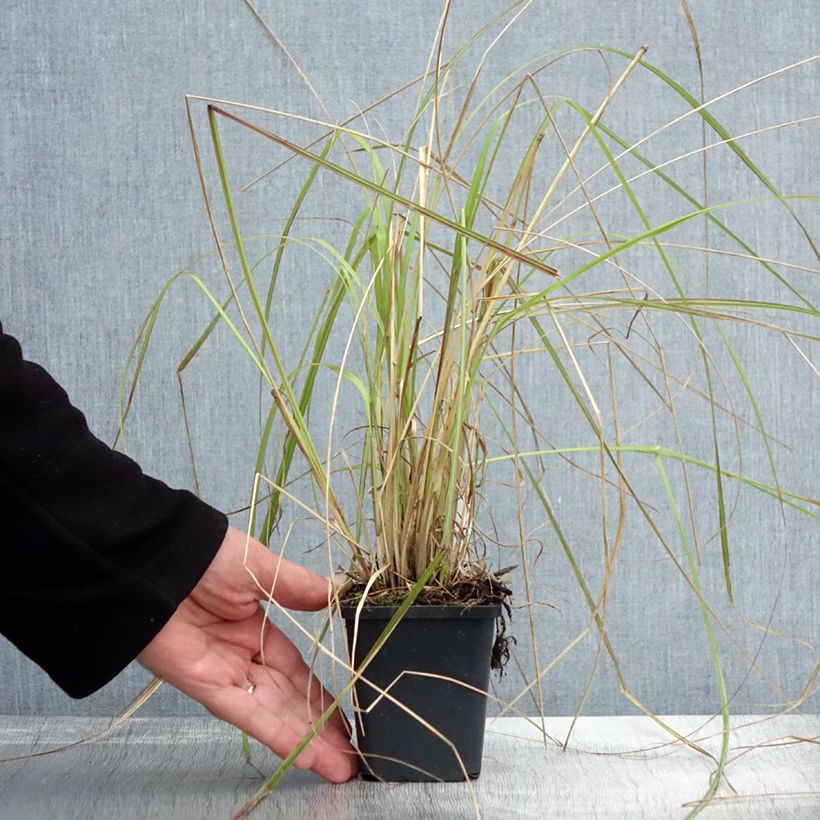 Spécimen de Pennisetum massaicum Red Bunny Tail en godet de 9 cm tel que livré en automne