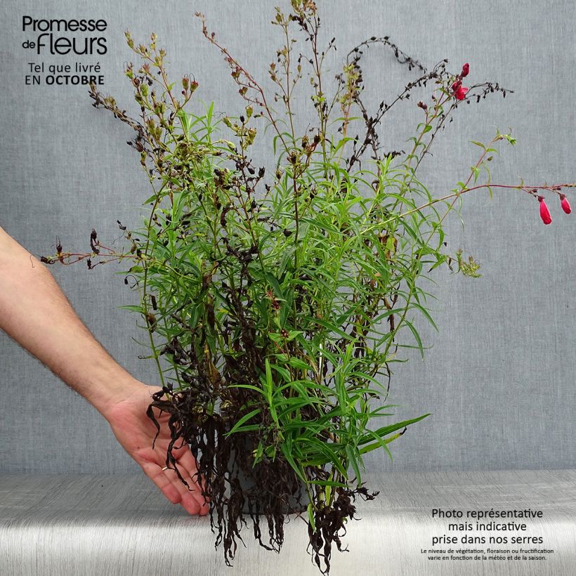 Spécimen de Penstemon barbatus Coccineus - Galane en pot de 2/3 litres tel que livré en automne