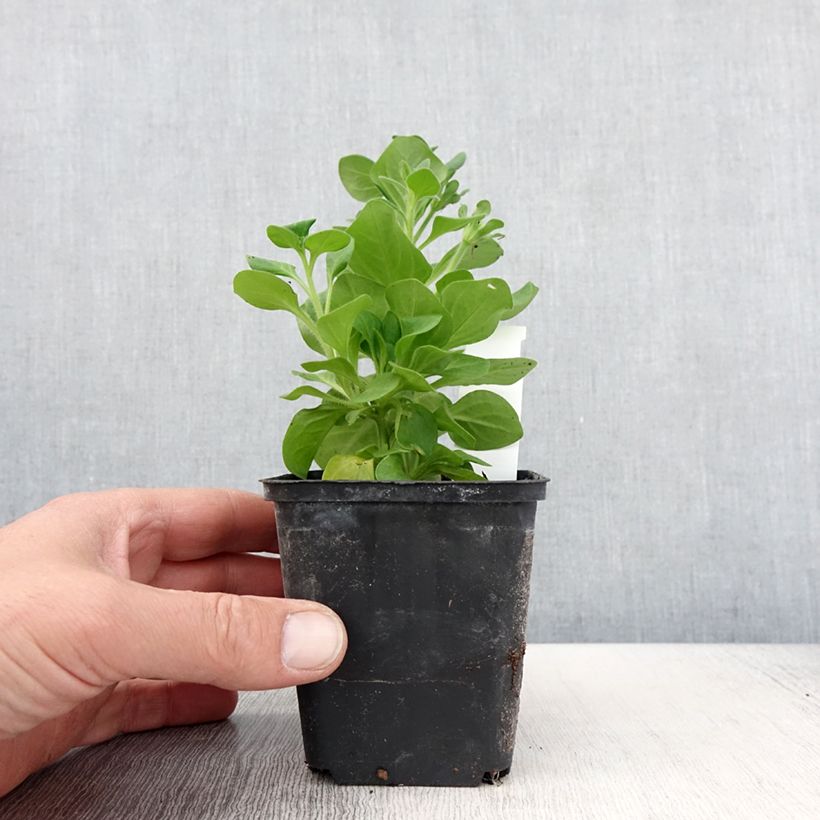 Spécimen de Petunia Tumbelina Diana double blanc - pot de 10/11cm tel que livré au printemps