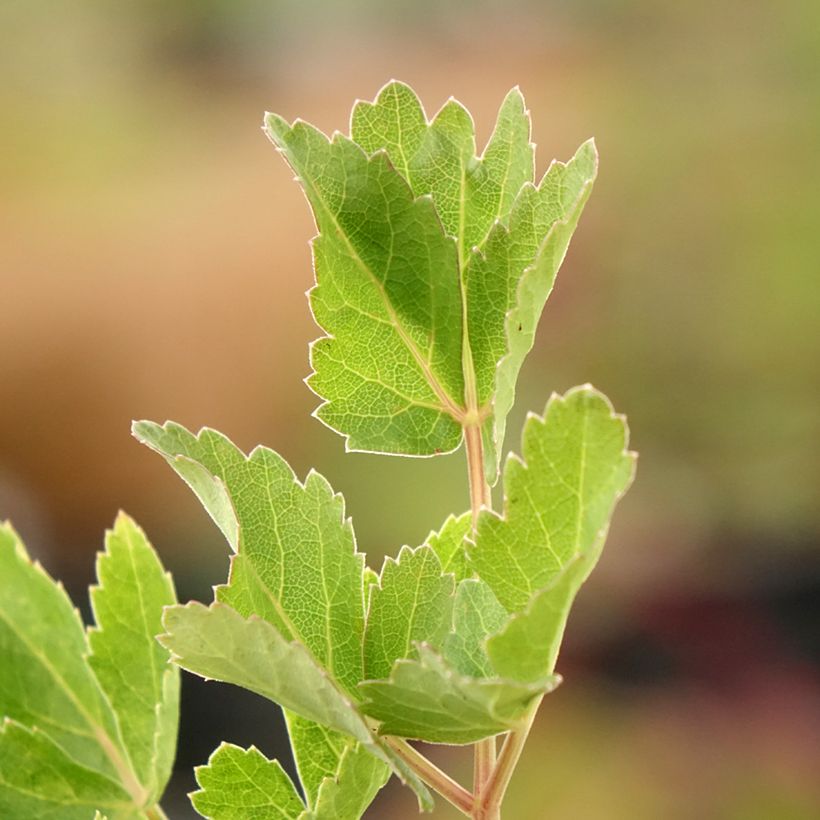 Peucedanum verticillare (Feuillage)