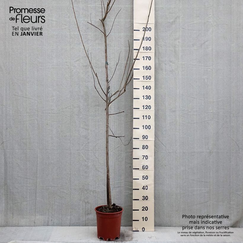 Spécimen de Peuplier Robusta - Populus euramericana (canadensis) tel que livré en hiver