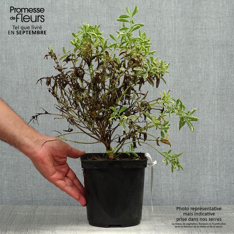 Spécimen de Philotheca (Eriostemon) myoporoides Gold Touch   tel que livré en automne