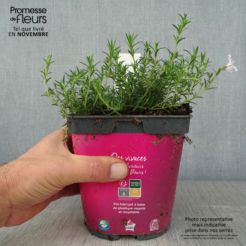 Spécimen de Phlox mousse Candy Stripes (Kimono) - Phlox subulata en pot de 2 litres tel que livré en automne