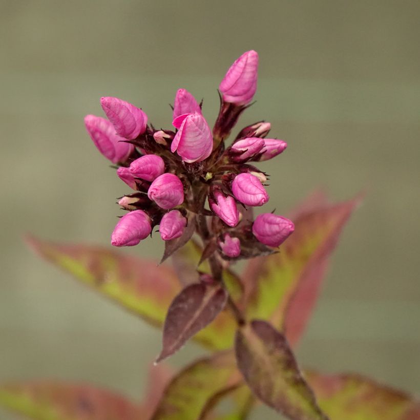 Phlox paniculata Butonik (Floraison)