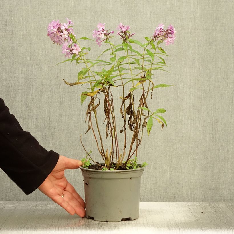 Spécimen de Phlox paniculata Hesperis - Pot de 2L/3L tel que livré en automne