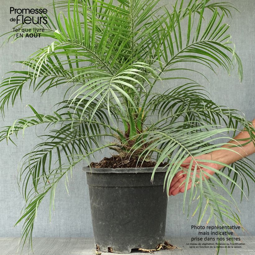 Spécimen de Phoenix roebelinii - palmier dattier nain tel que livré en été