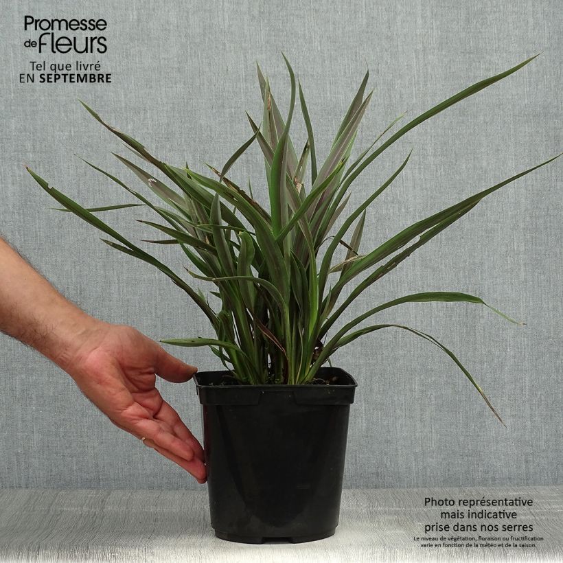 Spécimen de Phormium Chocomint - Lin de Nouvelle-Zélande  Pot de 3L/4L tel que livré en automne