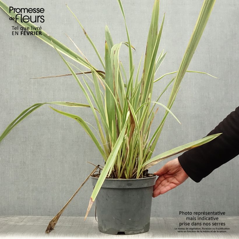 Spécimen de Phormium tenax Variegatum - Lin de Nouvelle-Zélande pot de 8L tel que livré en hiver