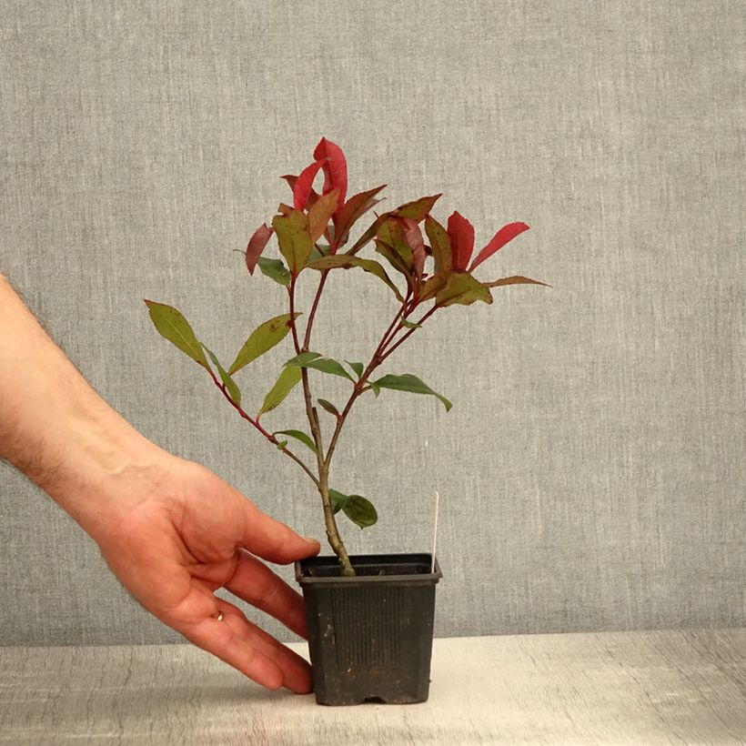Spécimen de Photinia fraseri Carré Rouge tel que livré au printemps