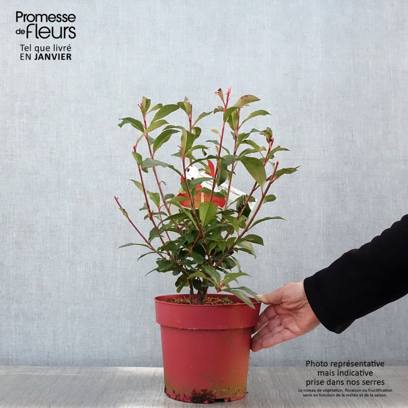 Spécimen de Photinia fraseri Devil's Dream Pot de 3L/4L tel que livré en hiver