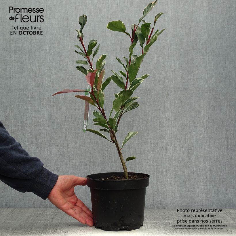 Spécimen de Photinia fraseri Pink Marble tel que livré en automne