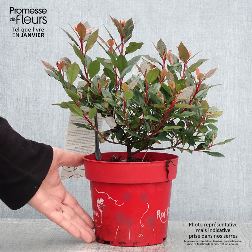 Spécimen de Photinia fraseri Red Ballcoon - Pot de 2L/3L tel que livré en hiver