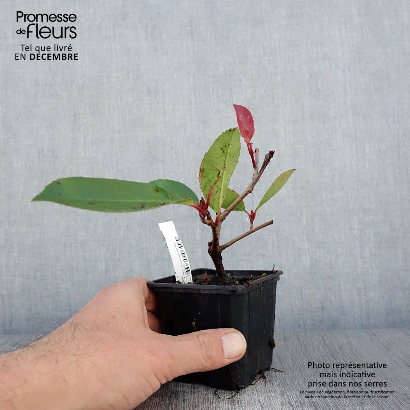 Spécimen de Photinia fraseri Red Robin en godet de 9cm tel que livré en automne