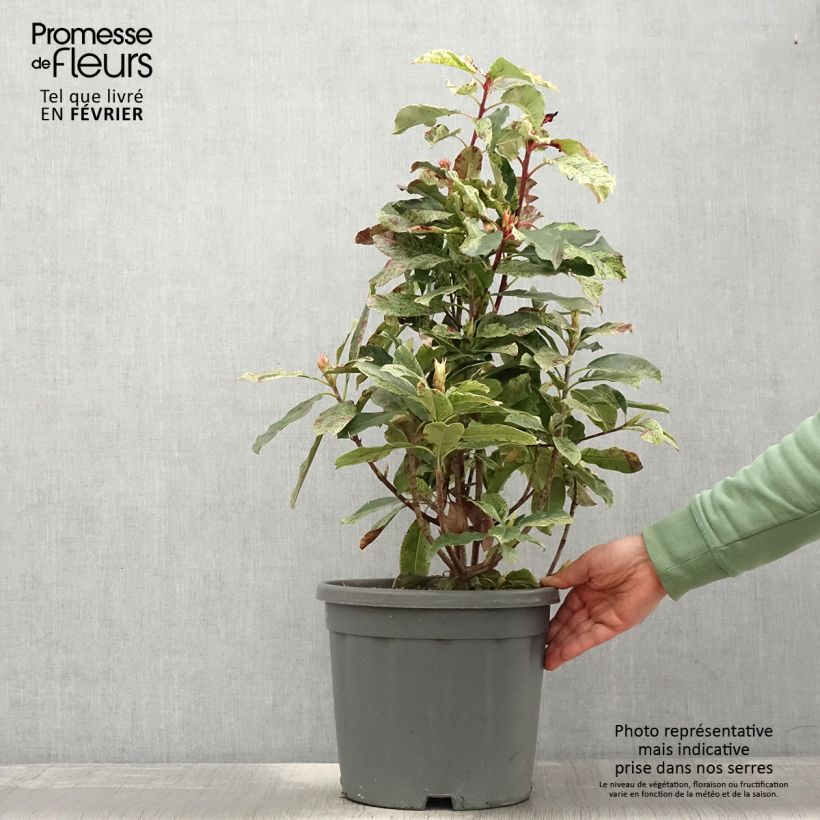 Spécimen de Photinia serratifolia Pink Crispy tel que livré en hiver