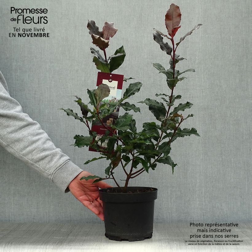 Spécimen de Photinia x fraseri Magical Volcano tel que livré en automne