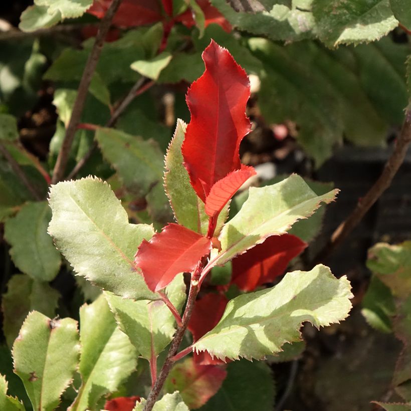 Photinia x fraseri Magical Volcano (Feuillage)