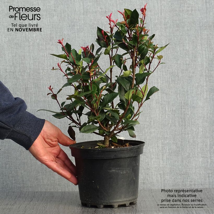 Spécimen de Photinia x fraseri Nana tel que livré en automne