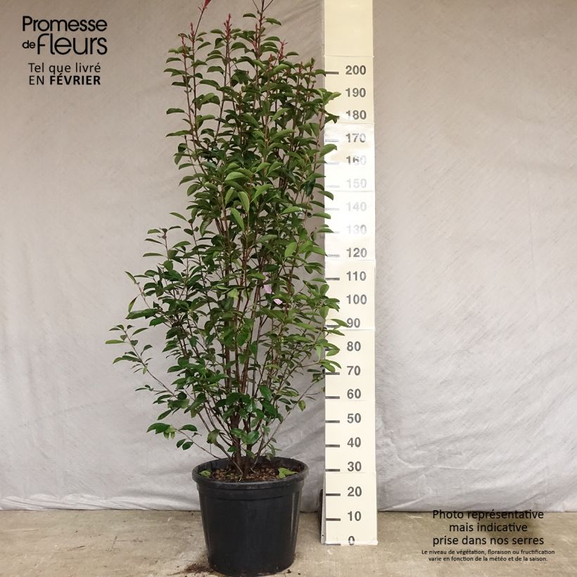 Spécimen de Photinia x fraseri Red Robin 200/250cm en pot de 55L tel que livré en automne