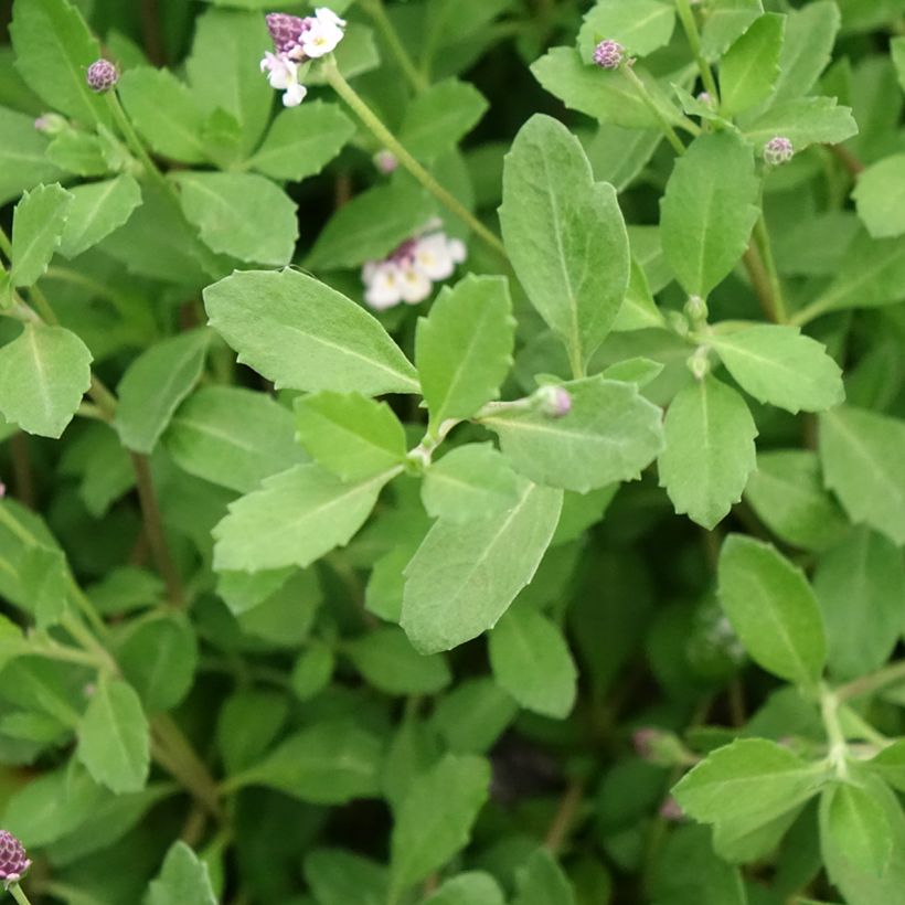 Phyla nodiflora var. canescens - Lippia nodiflora (Feuillage)