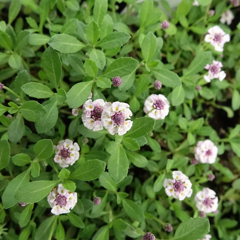 Phyla nodiflora var. canescens - Lippia nodiflora (Floraison)