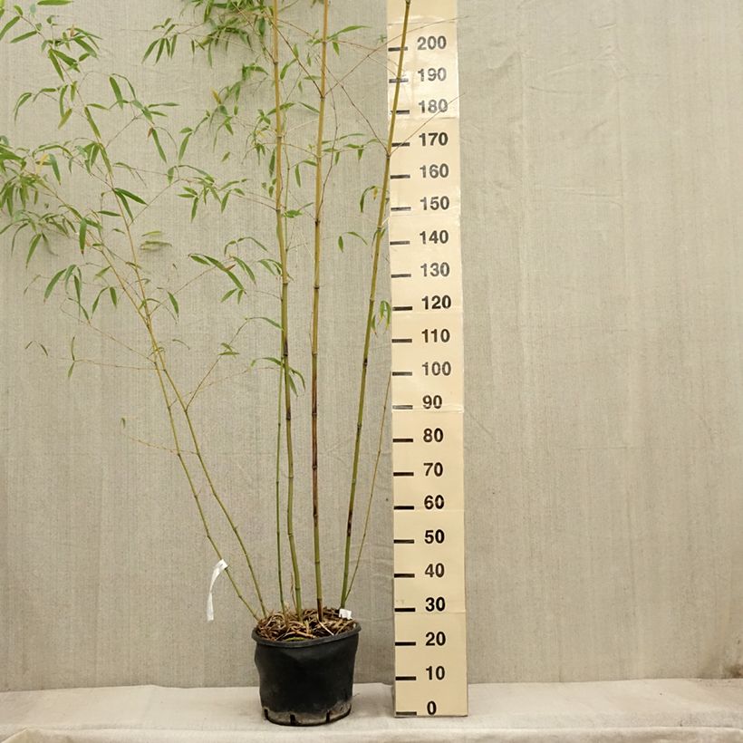 Spécimen de Phyllostachys flexuosa - Bambou moyen Pot de 12/15L tel que livré en automne