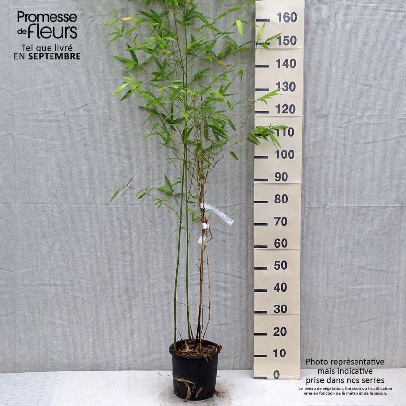 Spécimen de Phyllostachys glauca - Bambou moyen Pot de 4/5L tel que livré en automne