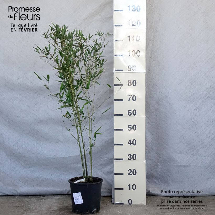 Spécimen de Phyllostachys heteroclada - Bambou en écailles de poisson Pot de 4/5L tel que livré en hiver