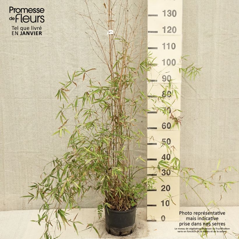 Spécimen de Phyllostachys humilis - Bambou moyen pot 5L 100/150 cm tel que livré en hiver