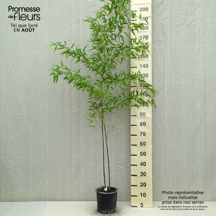 Spécimen de Phyllostachys nigra Boryana - Bambou géant tel que livré en été