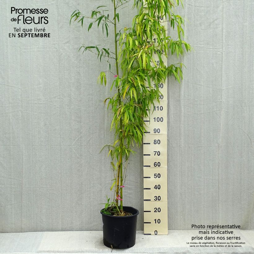 Spécimen de Phyllostachys vivax Huangwenzhu - Bambou géant en pot de 15L tel que livré en automne