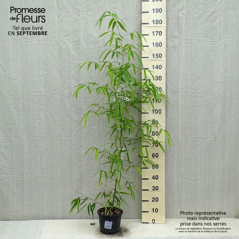 Spécimen de Phyllostachys vivax Huangwenzhu - Bambou géant tel que livré en automne