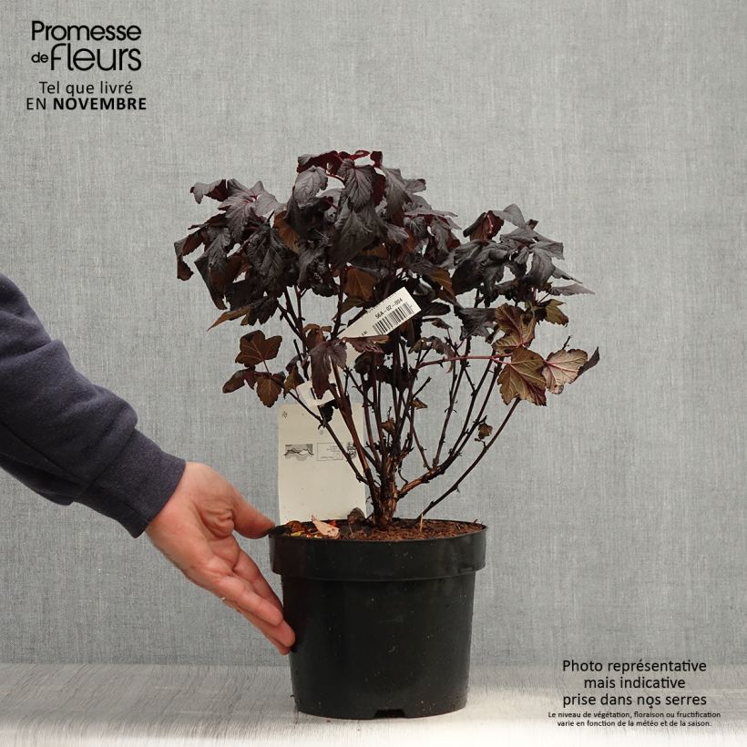 Spécimen de Physocarpe à feuilles d'Obier - Physocarpus opulifolius Rubella Pot de 2L/3L tel que livré en automne